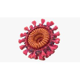 Coronavirus 2019-nCoV SARS-CoV-2 Cross Section 3D